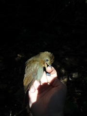 Schiffornis stenorhyncha