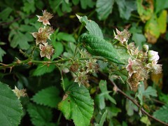 Rubus infestus