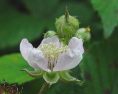 Rubus infestus