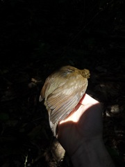 Schiffornis stenorhyncha