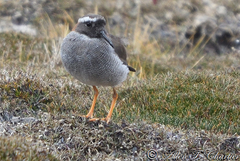 Phegornis mitchellii