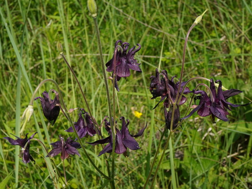 Dark columbine (Aquilegia atrata)