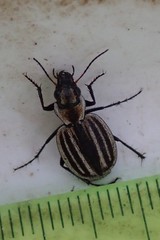Graphipterus dolosus