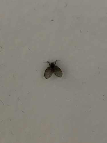 Unknown species found near Southside, Jacksonville, FL, USA