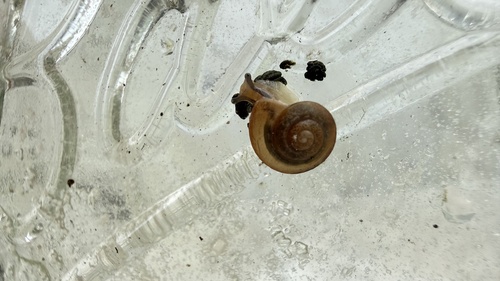 Bradybaena similaris observed 2026-01-22
