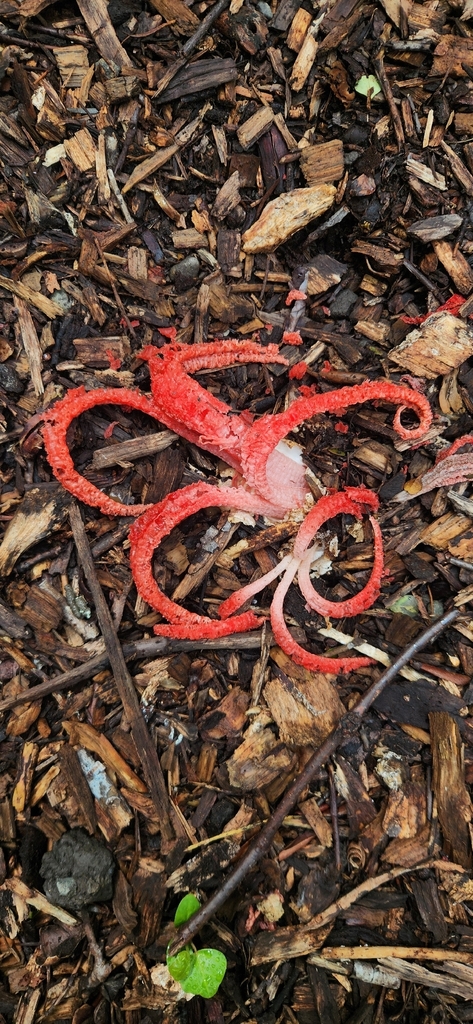 Clathrus archeri · January 2026 · photo: © alamettyr (iNaturalist, cc-by)