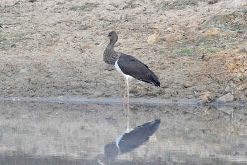 Avistamiento Cigüeña negra (Doñana)