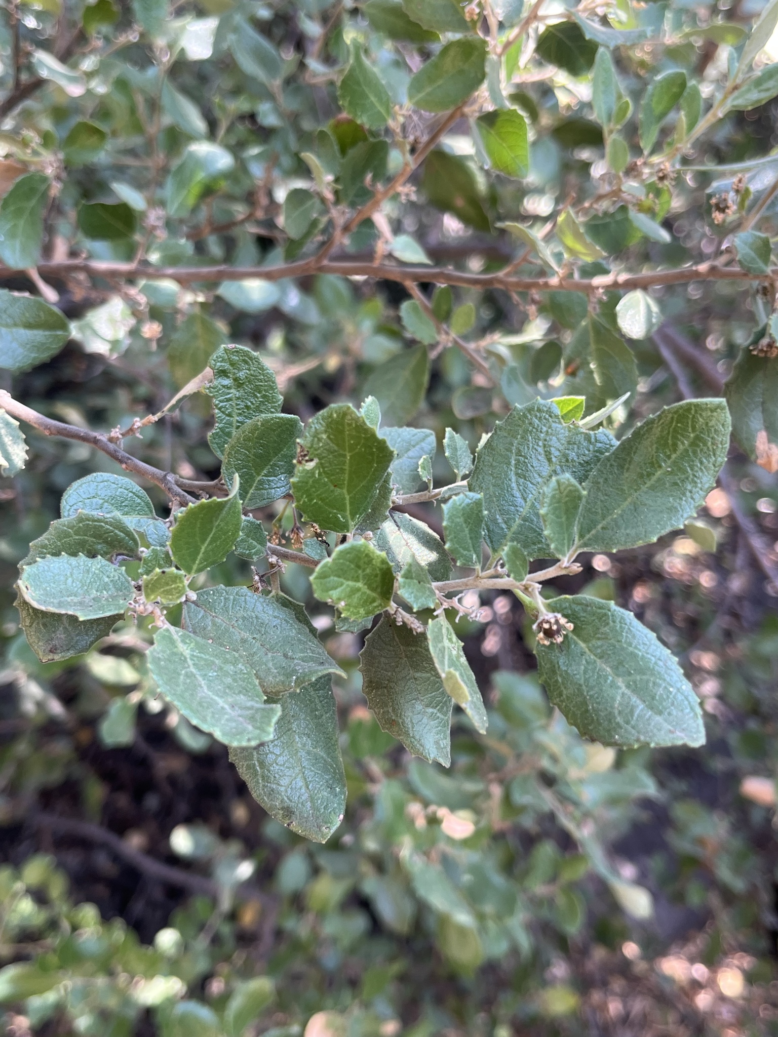 Atatneda Raza (Azara dentata)