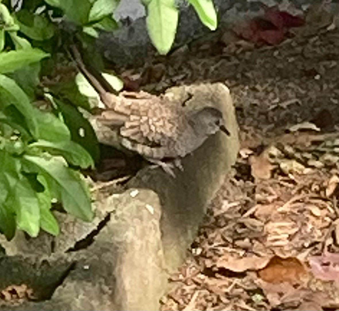 Inca Dove (Columbina inca), photo 4