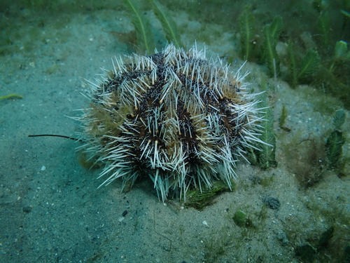 Photo of West Indian sea egg (Tripneustes ventricosus)
