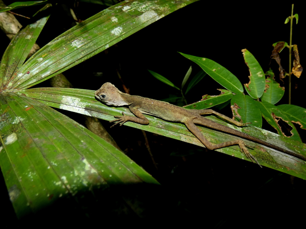 Dusky Earless Agama from Lingga, Sarawak, Malaysia on May 8, 2018 at 08 ...