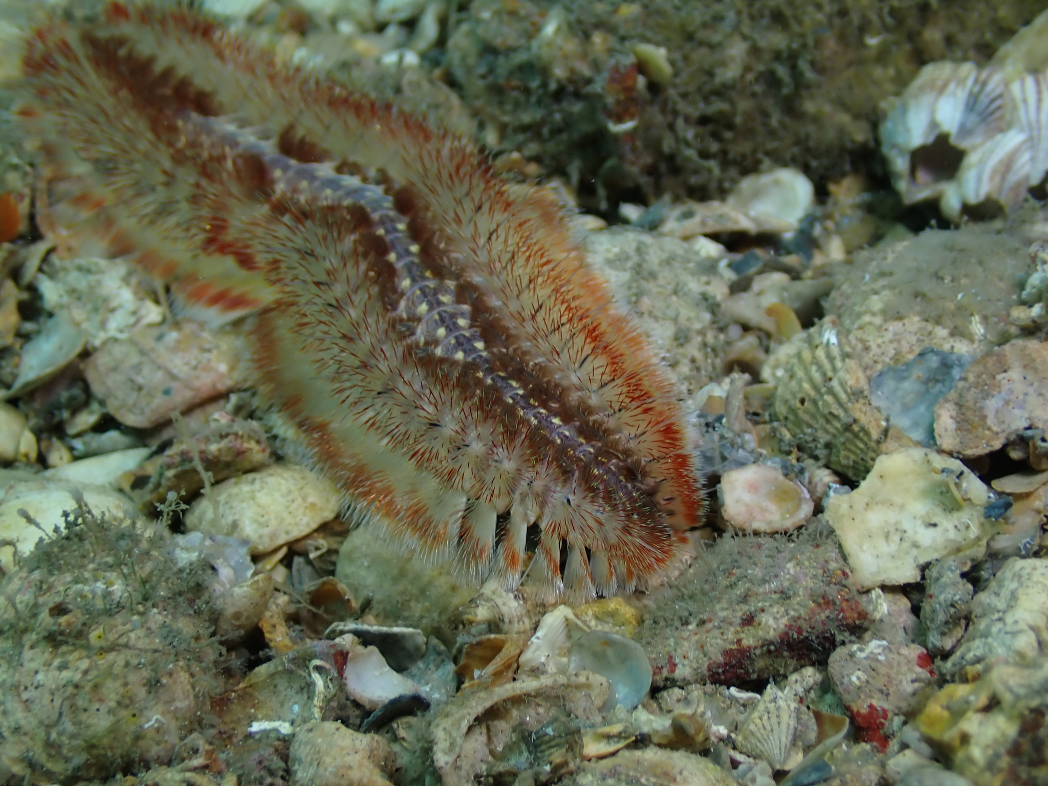 Chloeia euglochis Ehlers, 1887