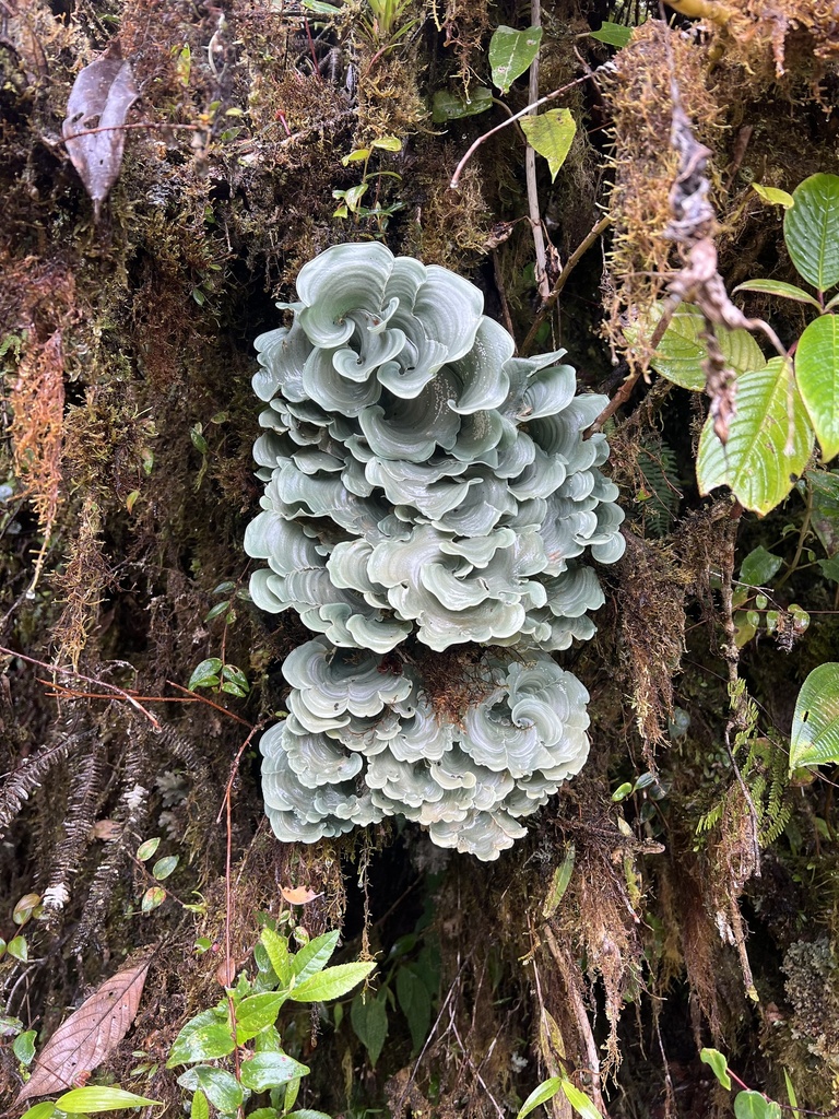 Cora glabrata · January 2026 · photo: © bobbyblackmore (iNaturalist, cc-by-nc-sa)