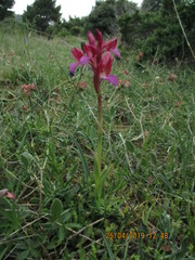 Anacamptis papilionacea papilionacea