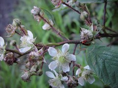 Rubus echinatoides