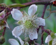 Rubus echinatoides