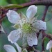 Rubus echinatoides - Photo (c) lern, some rights reserved (CC BY-NC), uploaded by lern