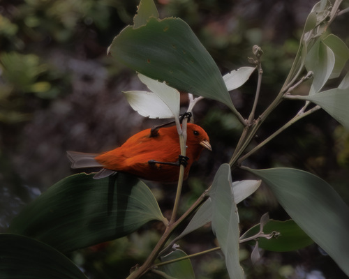 Loxops coccineus observed 2025-12-29