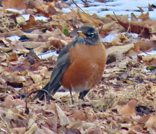 American Robin