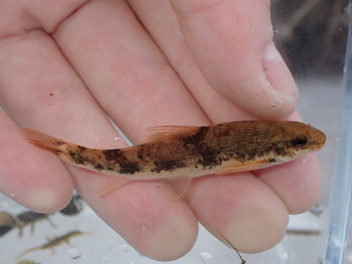 Torrent sucker (Thoburnia rhothoeca) — Catostomidae