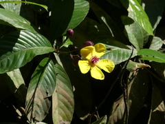 Dillenia excelsa, photograph (c) Adrien Jailloux, some rights reserved (CC BY)