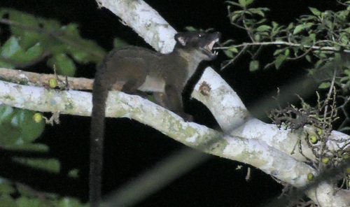 Small-toothed Palm Civet