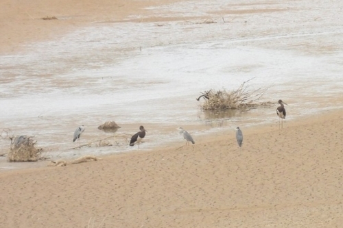 Avistamiento Cigüeña negra (Doñana)