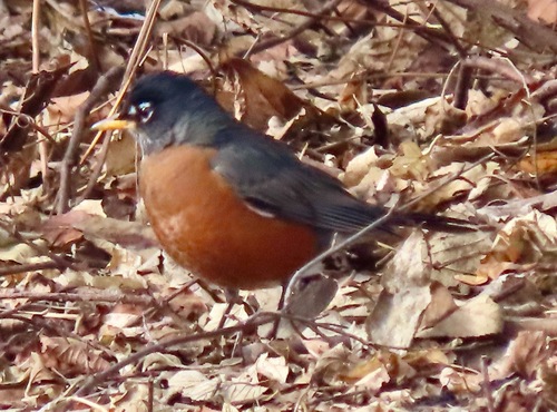 American Robin