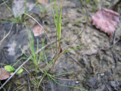 Agrostis canina