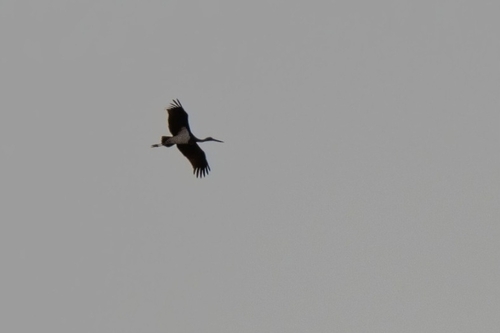 Avistamiento Cigüeña negra (Doñana)