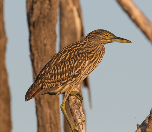 Nankeen Night Heron