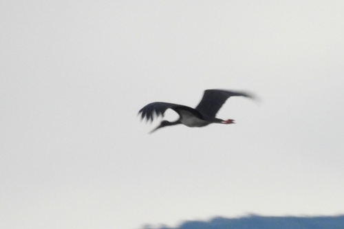 Avistamiento Cigüeña negra (Doñana)