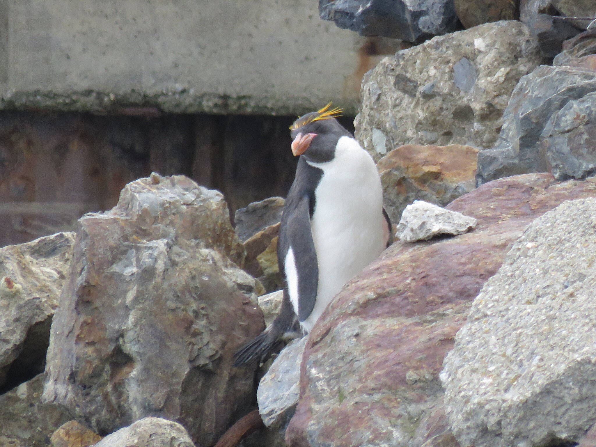 Macaroni Penguin (Eudyptes chrysolophus), photo 2