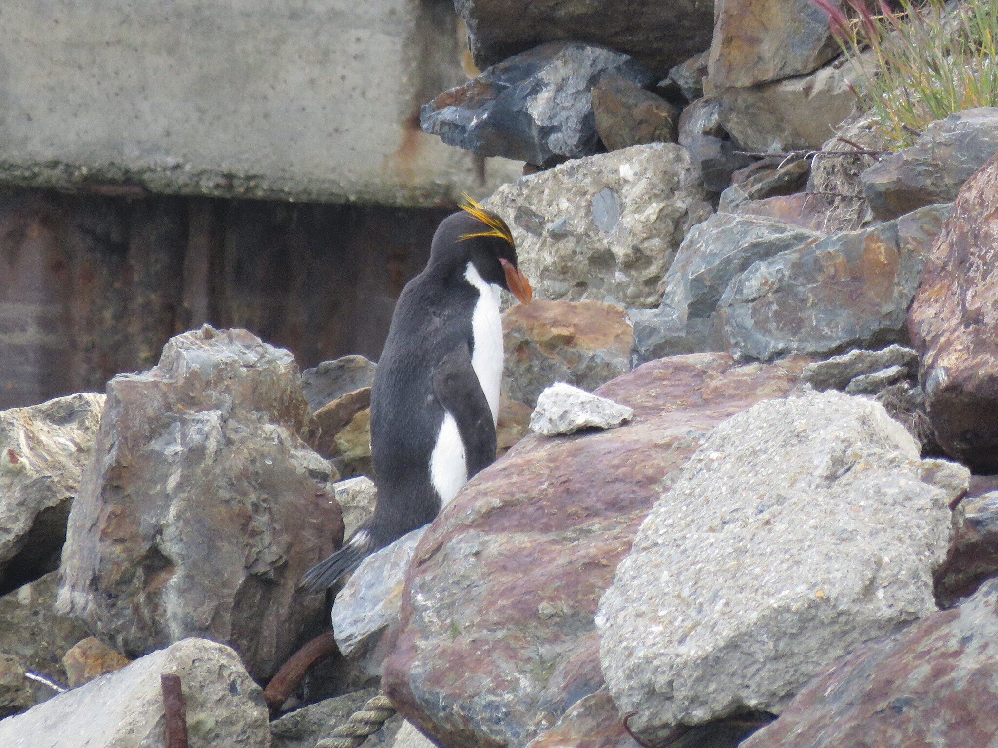 Macaroni Penguin (Eudyptes chrysolophus), photo 3