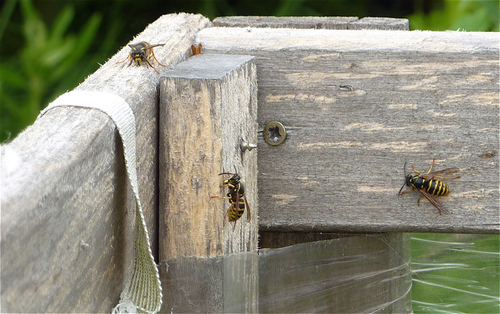 Saxon Wasp photo 2