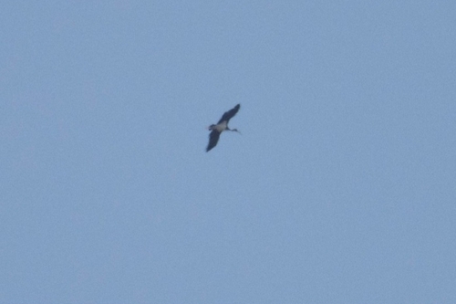 Avistamiento Cigüeña negra (Doñana)