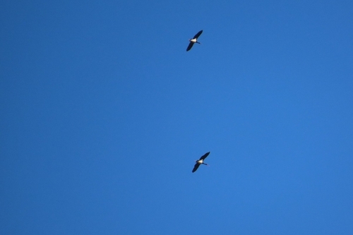 Avistamiento Cigüeña negra (Doñana)