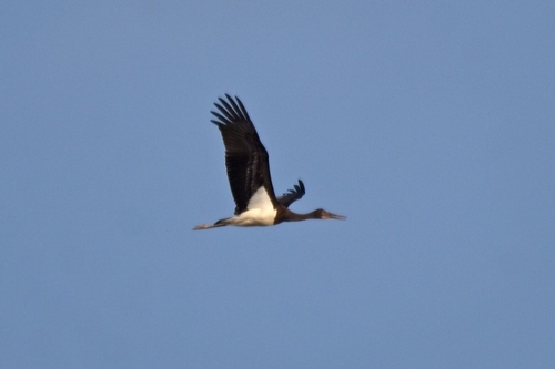 Avistamiento Cigüeña negra (Doñana)