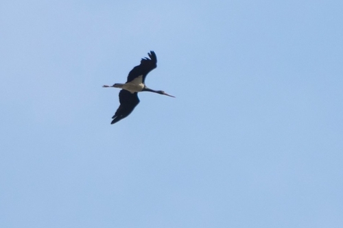 Avistamiento Cigüeña negra (Doñana)