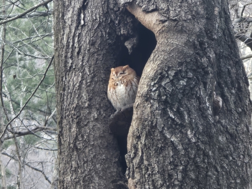 Eastern Screech Owl (Megascops asio), photo 6