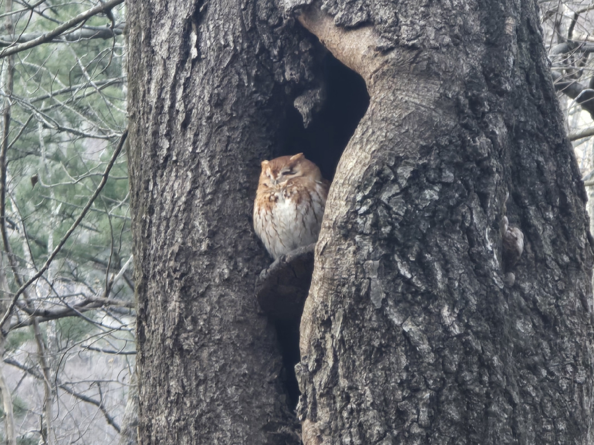 Eastern Screech Owl (Megascops asio), photo 6