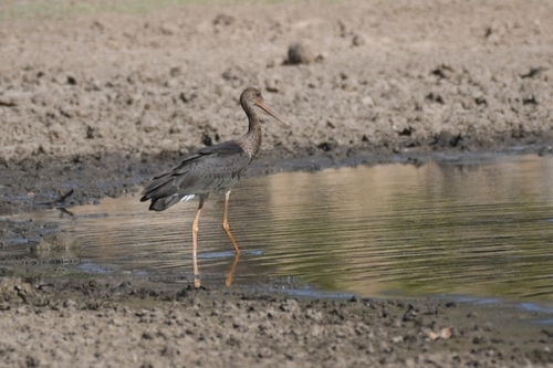 Avistamiento Cigüeña negra (Doñana)