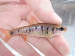 Crescent Shiner photo 5