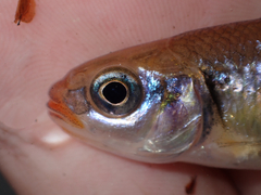 Crescent Shiner photo 4