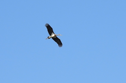 Avistamiento Cigüeña negra (Doñana)