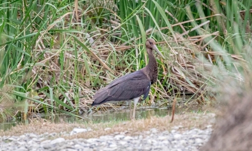 Avistamiento Cigüeña negra (Doñana)