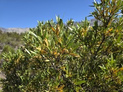 Kageneckia angustifolia, photograph (c) Cesar Ormazabal, some rights reserved (CC BY)