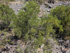Kageneckia angustifolia, photograph (c) Cesar Ormazabal, some rights reserved (CC BY)