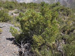 Kageneckia angustifolia, photograph (c) Cesar Ormazabal, some rights reserved (CC BY)