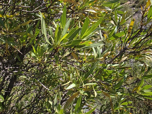 Kageneckia angustifolia, photograph 4